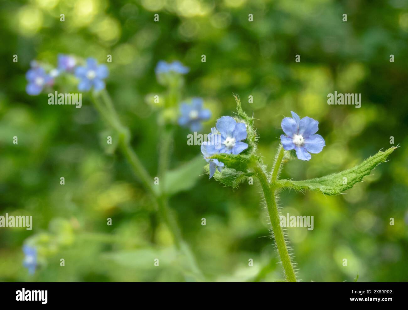 Pentaglottis sempervirens blaue Blüten mit weißem Zentrum. Grüne Alkanette oder immergrüne, blühende Pflanze. Stockfoto