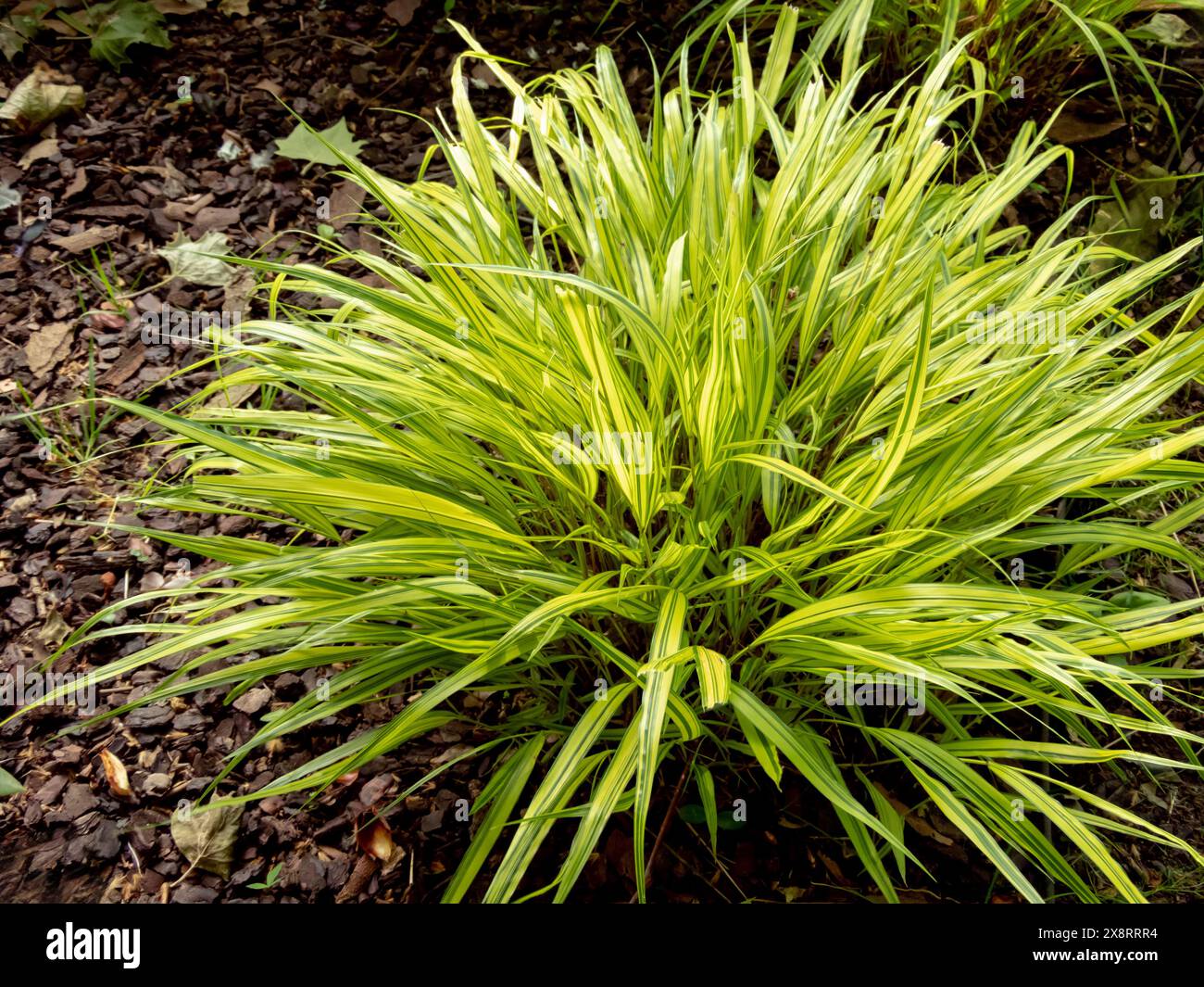 Hakonechloa macra oder japanisches Waldgras, das Ziergras kaskadiert. Hakone Ziergras hellgrün buntes Laub. Bambus wie Bunc Stockfoto