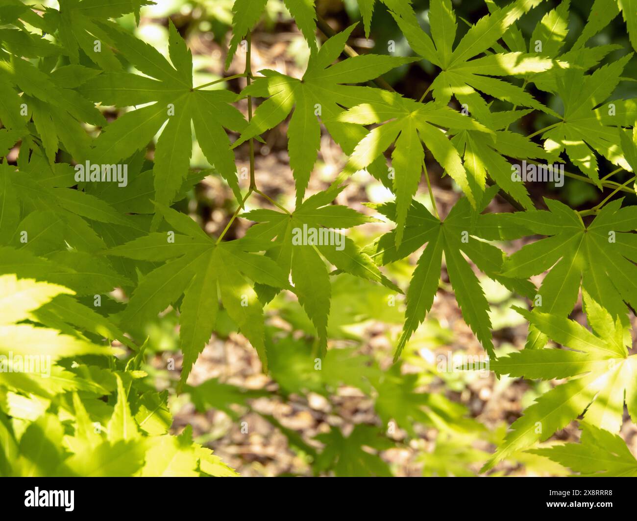 Japanischer Ahornzweig mit palmatgrünen Blättern im sonnigen Garten. Acer palmatum Pflanze. Stockfoto