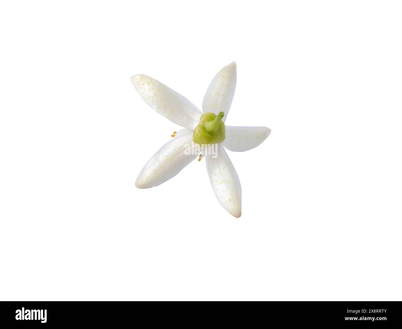 Orange Baum Blume Rückseite isoliert auf weiß. Weiße Bitterorangenzitrusblüte. Fleur d'oranger blühen. Nach Neroli duftende Blüte. Wunderschöner Flor de A Stockfoto