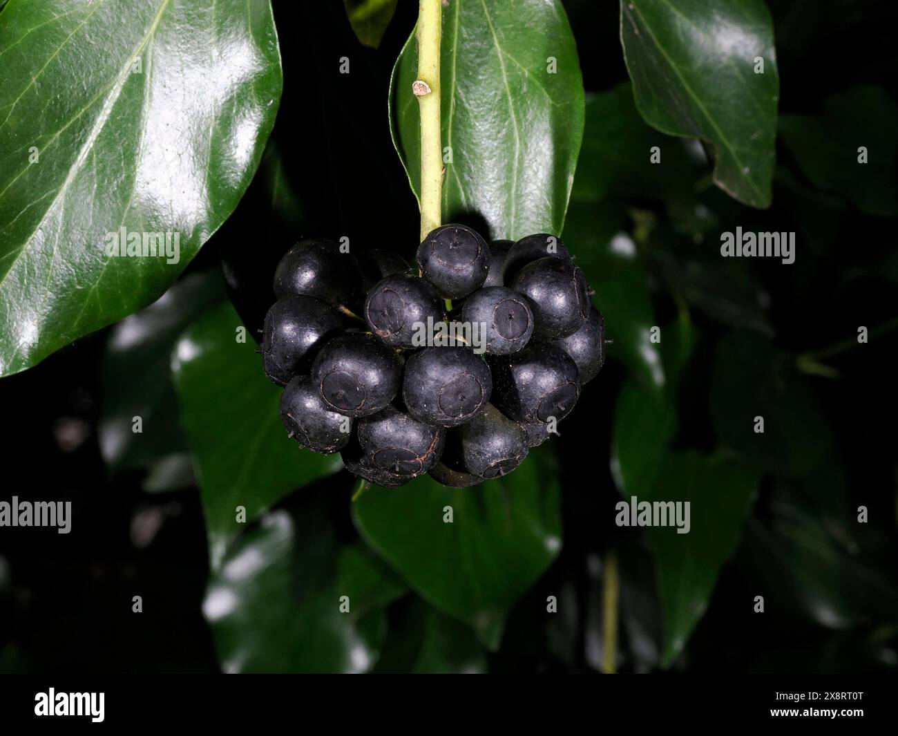 Wilde Muskadinen-Trauben Details Makroaufnahme Stockfoto