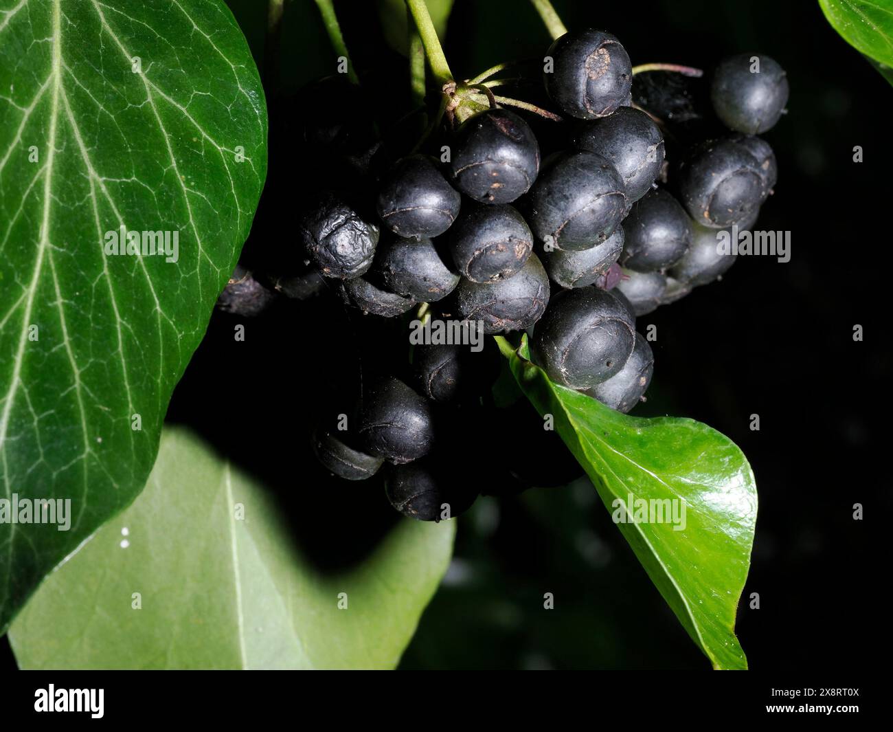 Wilde Muskadinen-Trauben Details Makroaufnahme Stockfoto
