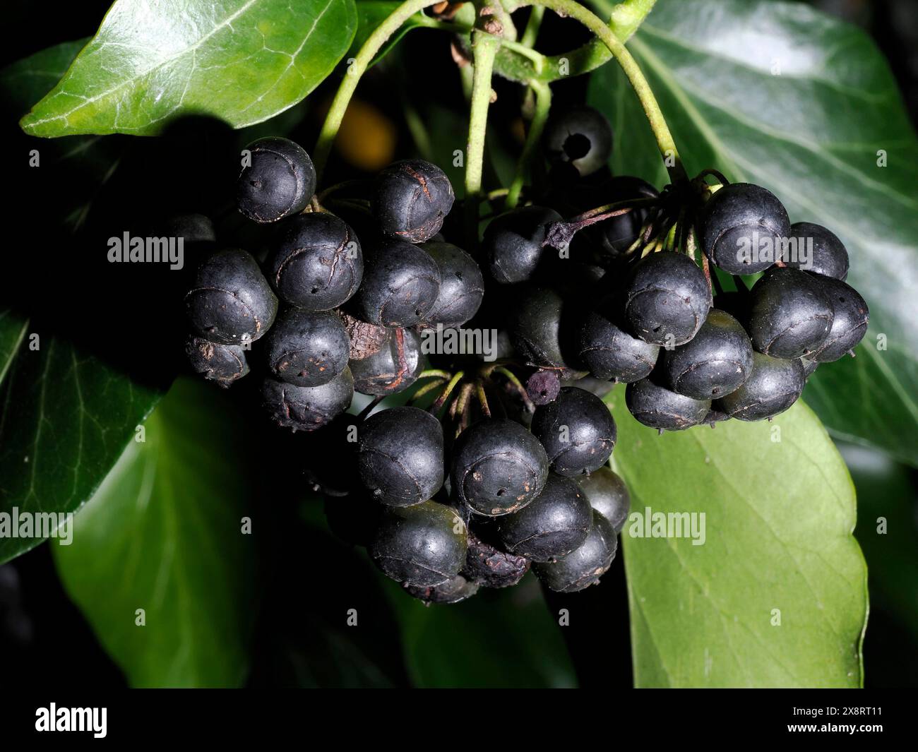Wilde Muskadinen-Trauben Details Makroaufnahme Stockfoto