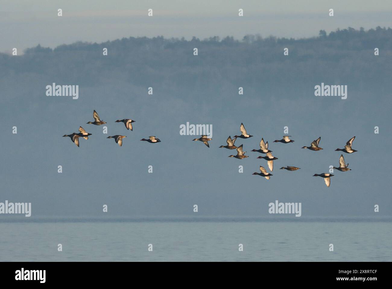 Gruppe von Rotkäppchen im Flug, Neuchâtel See, Schweiz Stockfoto