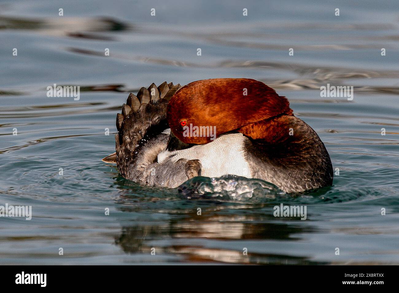 Gewöhnliche Pochard-Pflege selbst, Genfer See, Leman See, Schweiz Stockfoto