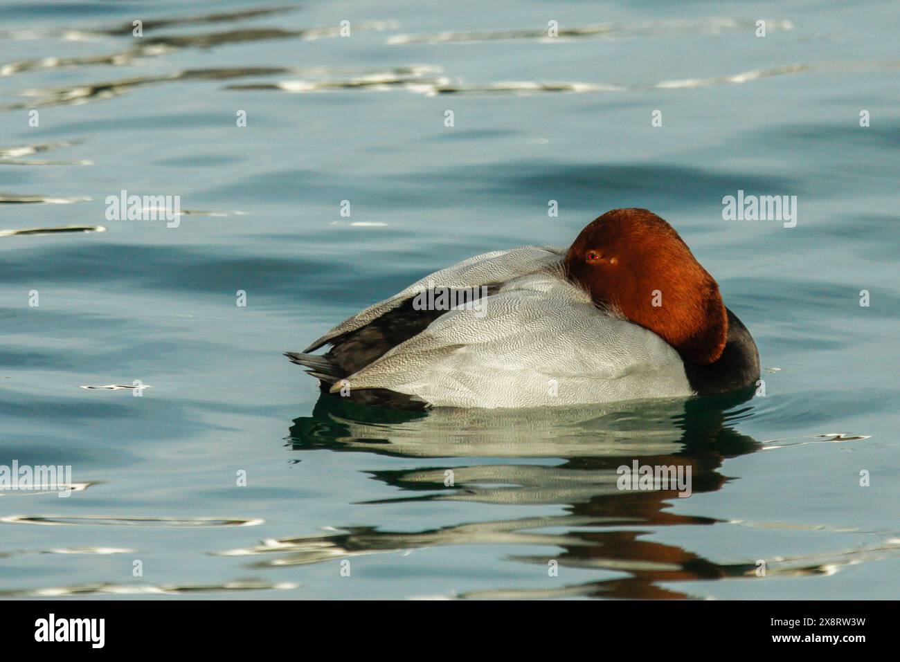 Pochard am Genfer See, Leman See, Schweiz Stockfoto