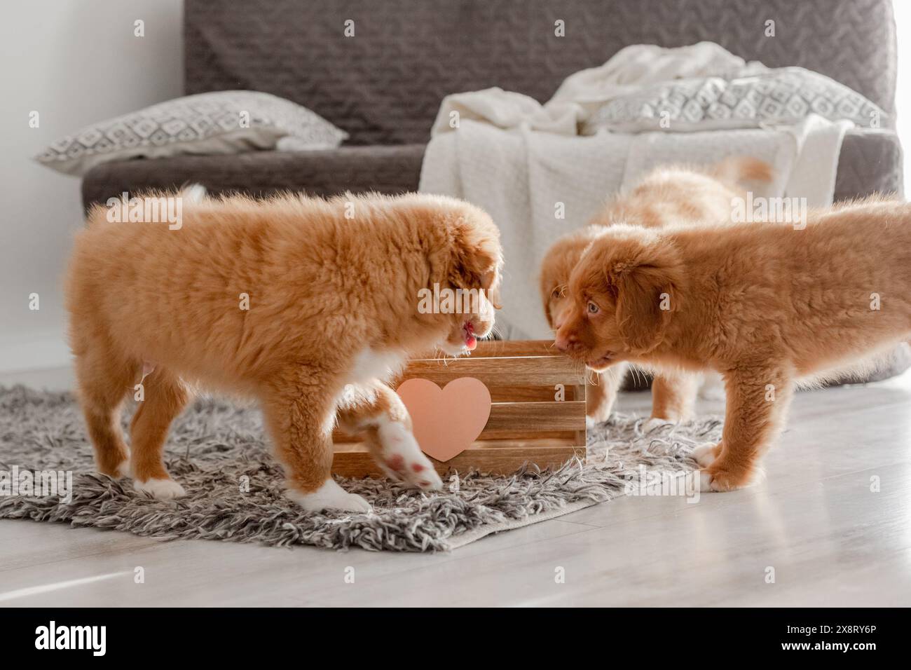 Toller Welpen spielen mit Einer Holzkiste auf dem Boden in Einem Raum und zeigen die spielerische Natur der Nova Scotia Duck Tolling Retriever Rasse Stockfoto