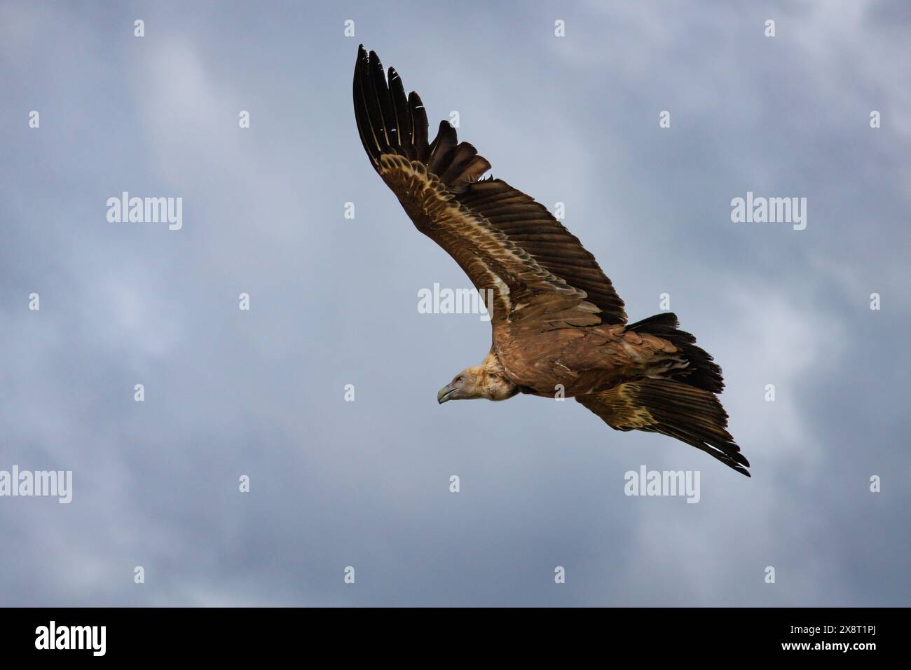 Greifgeier, Gyps fulvus, fliegen mit Wolken, die Sturm bedrohen, im Naturpark Sierra de Mariola, Spanien Stockfoto