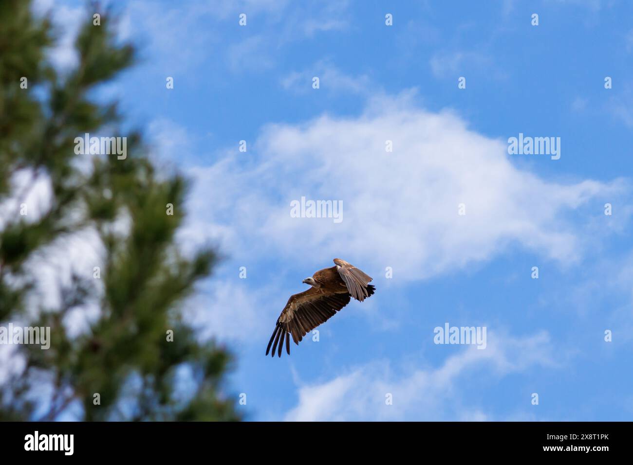 Gänsegeier, Gyps fulvus, fliegen zwischen Bäumen und Hintergrund des Himmels mit Wolken in Alcoy, Spanien Stockfoto