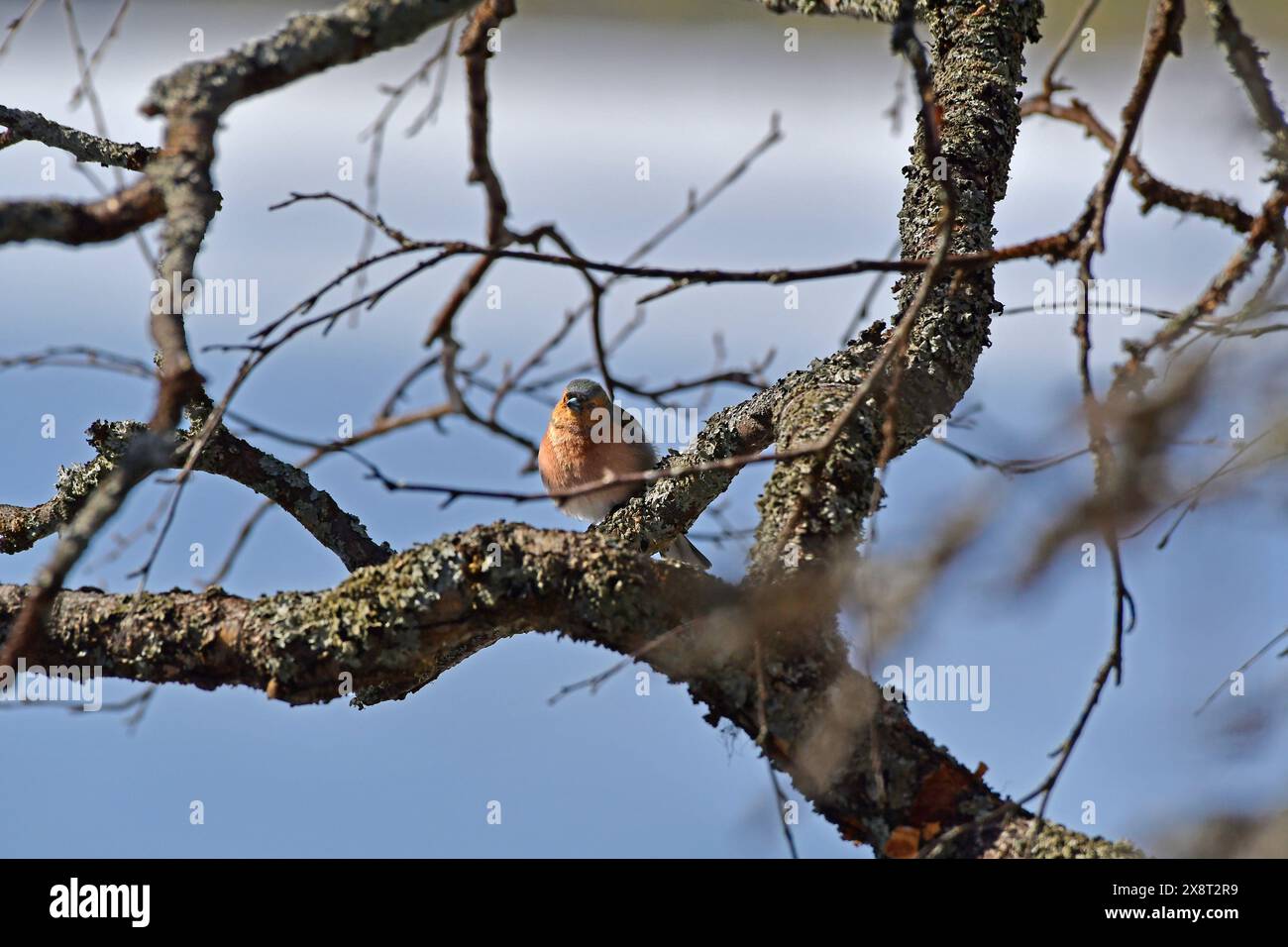 Finnland, Kaamanen, Fringilla Coelebs, Gemeiner Chaffinch Stockfoto