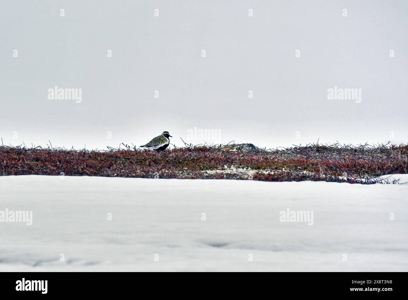 Norwegen, Kongsfjord, pluvialis apricaria, Goldener Plover Stockfoto