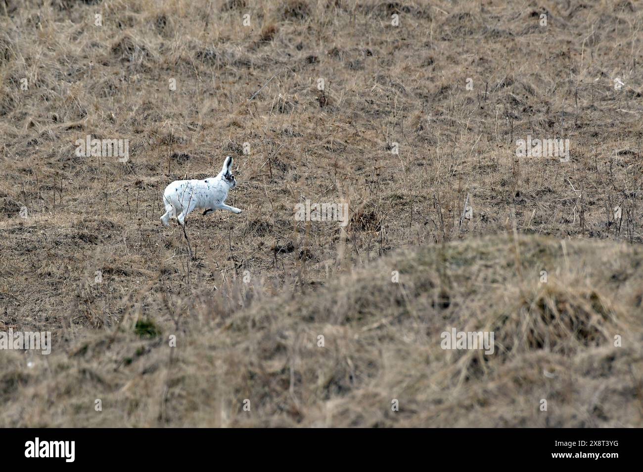 Norwegen, Varanger, Lepus timidus, Berghasen Stockfoto