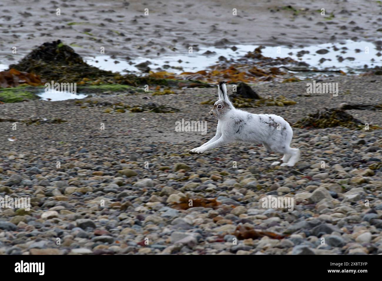 Norwegen, Varanger, Lepus timidus, Berghasen Stockfoto
