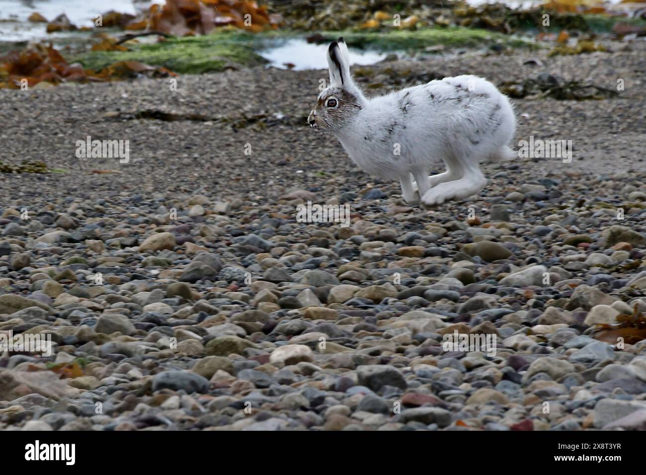 Norwegen, Varanger, Lepus timidus, Berghasen Stockfoto