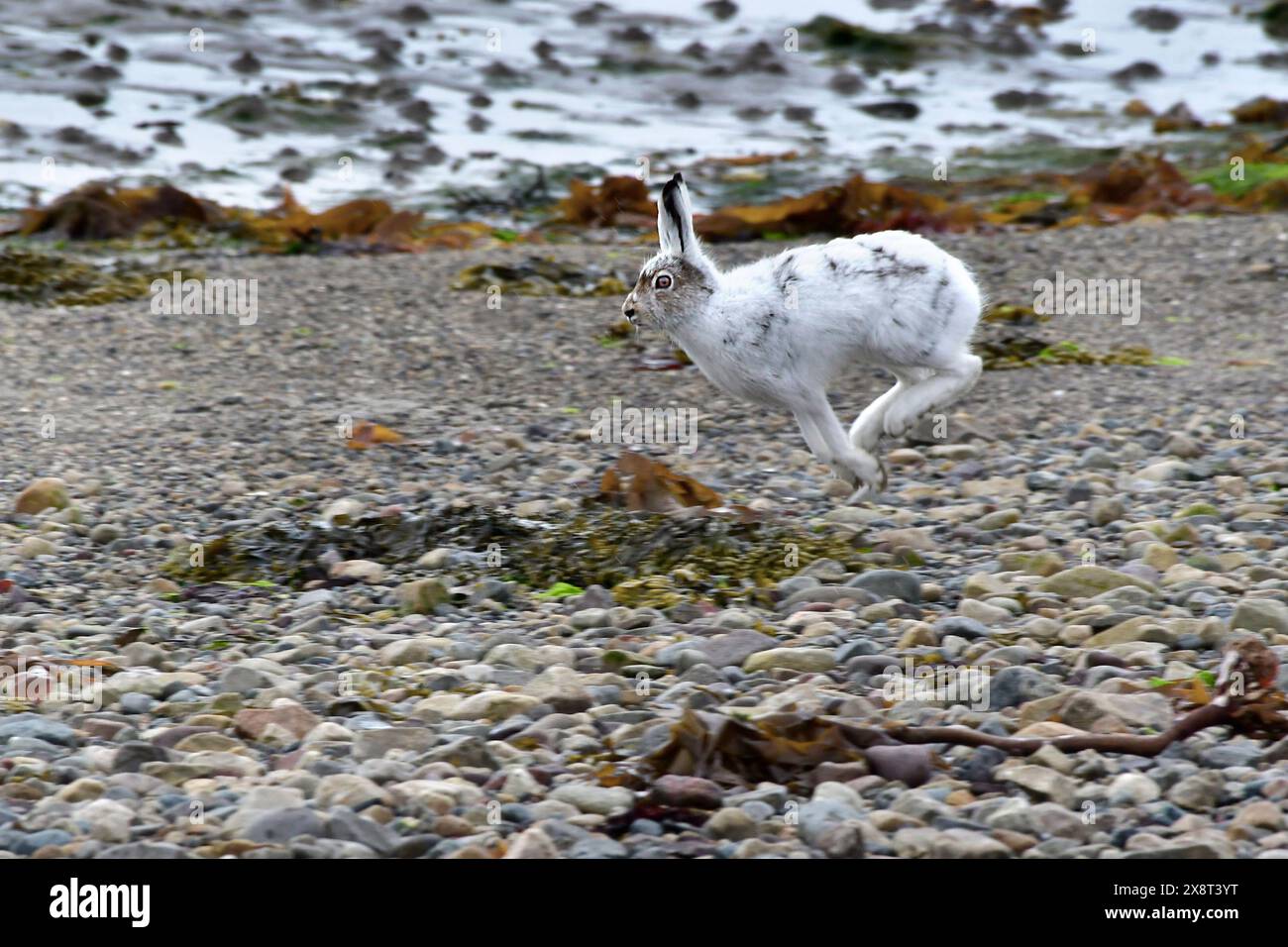 Norwegen, Varanger, Lepus timidus, Berghasen Stockfoto
