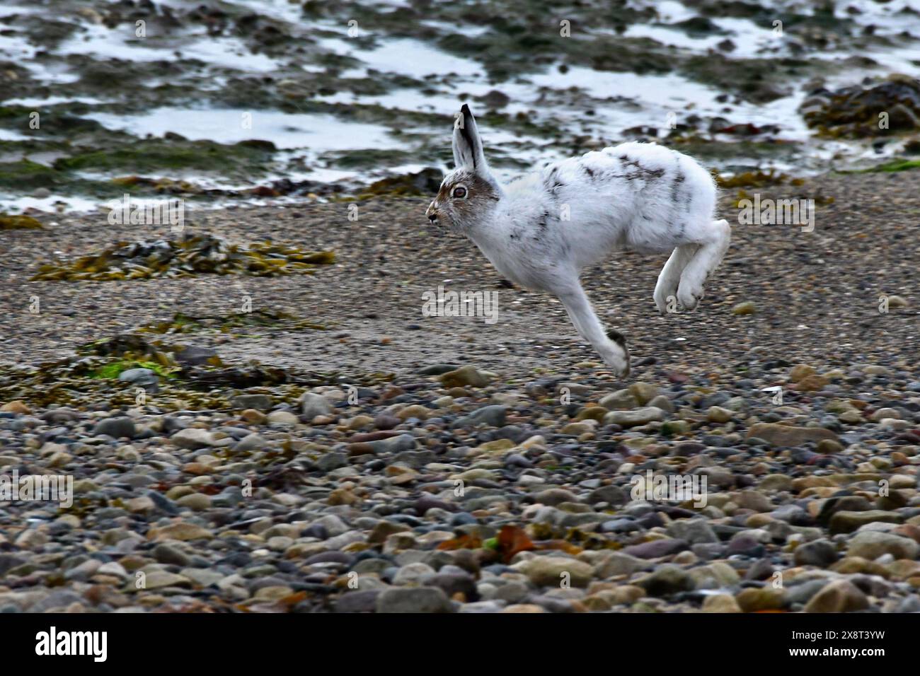 Norwegen, Varanger, Lepus timidus, Berghasen Stockfoto