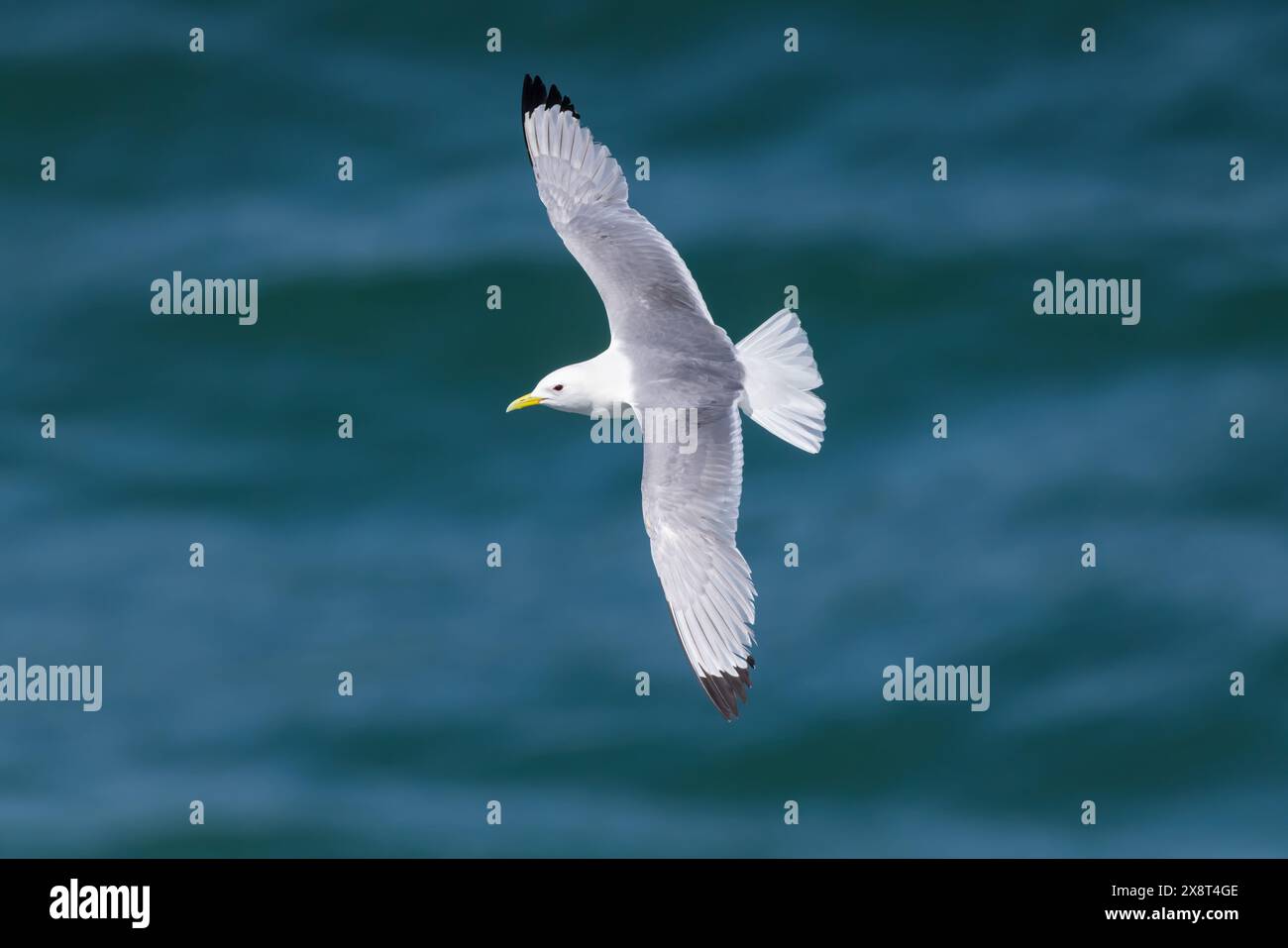 Katzenspaß im Flug über einem wunderschönen blauen Meer Hintergrund gefangen in einer ungewöhnlichen Pose Stockfoto