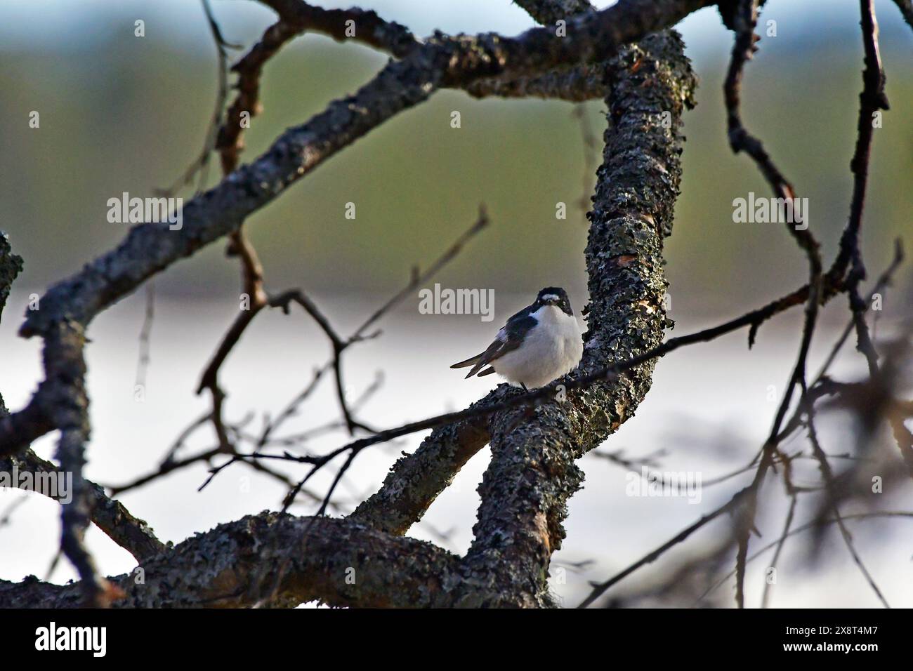 Finnland, Ficedula hypoleuca, Europäischer Rattenfänger Stockfoto