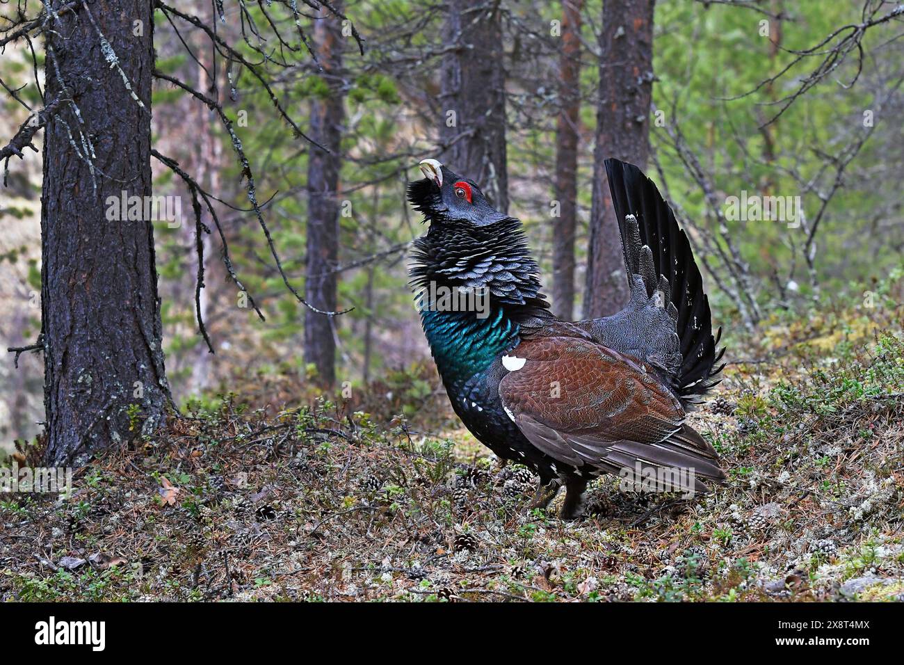 Finnland, Tetrao urogallus, Auerhahn Stockfoto