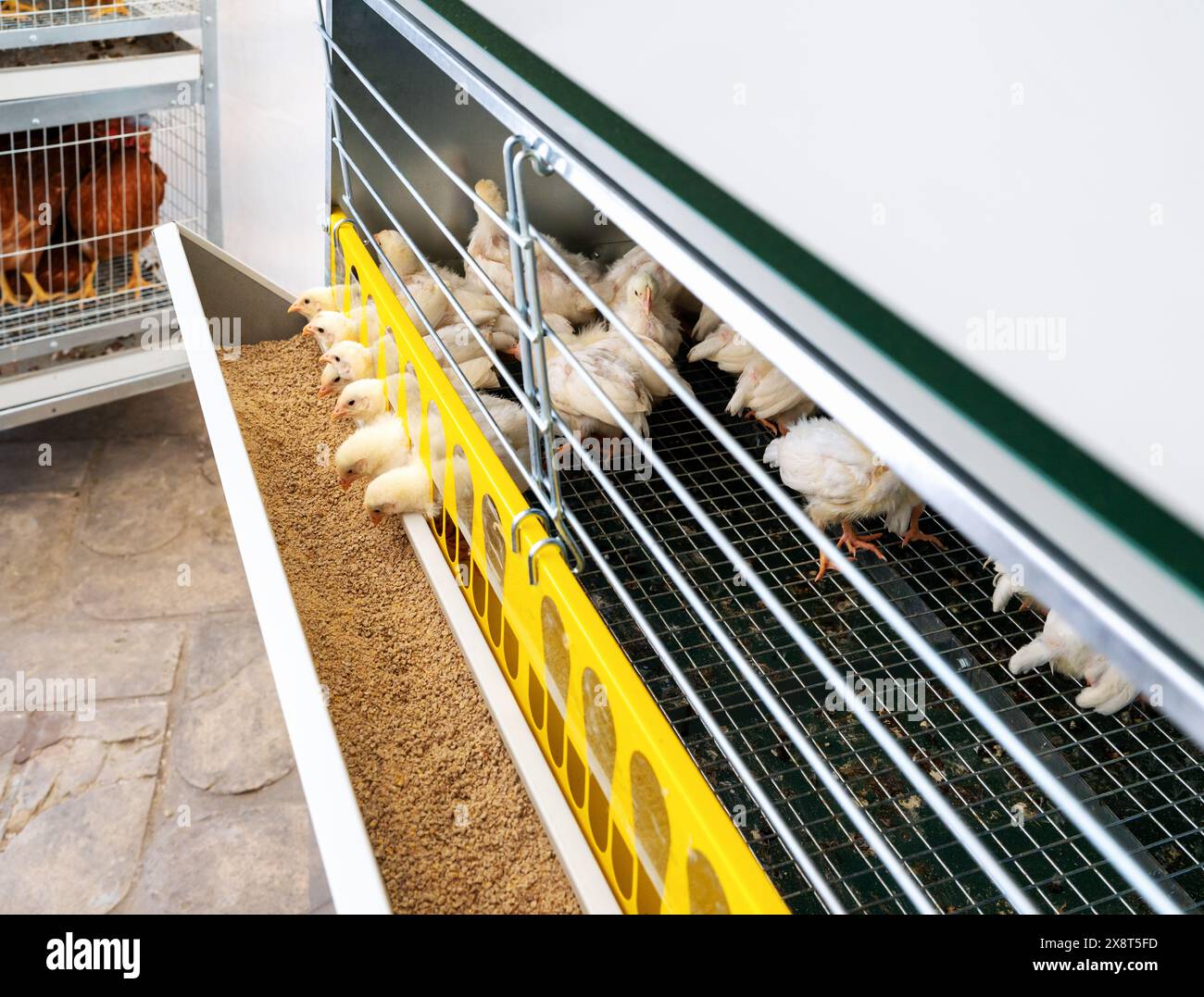 DeKalb Weiße Eintagsküken im Käfigzuchtsystem. Stockfoto