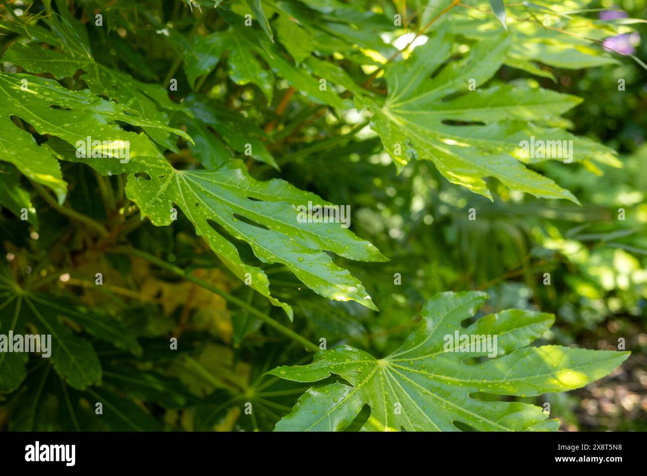 Fatsia japonica Pflanze. Immergrüne Pflanze für einen Dschungel oder einen tropischen Garten. Wächst wunderschön in britischen Gärten ohne Schutz. Blumen im Winter. Stockfoto