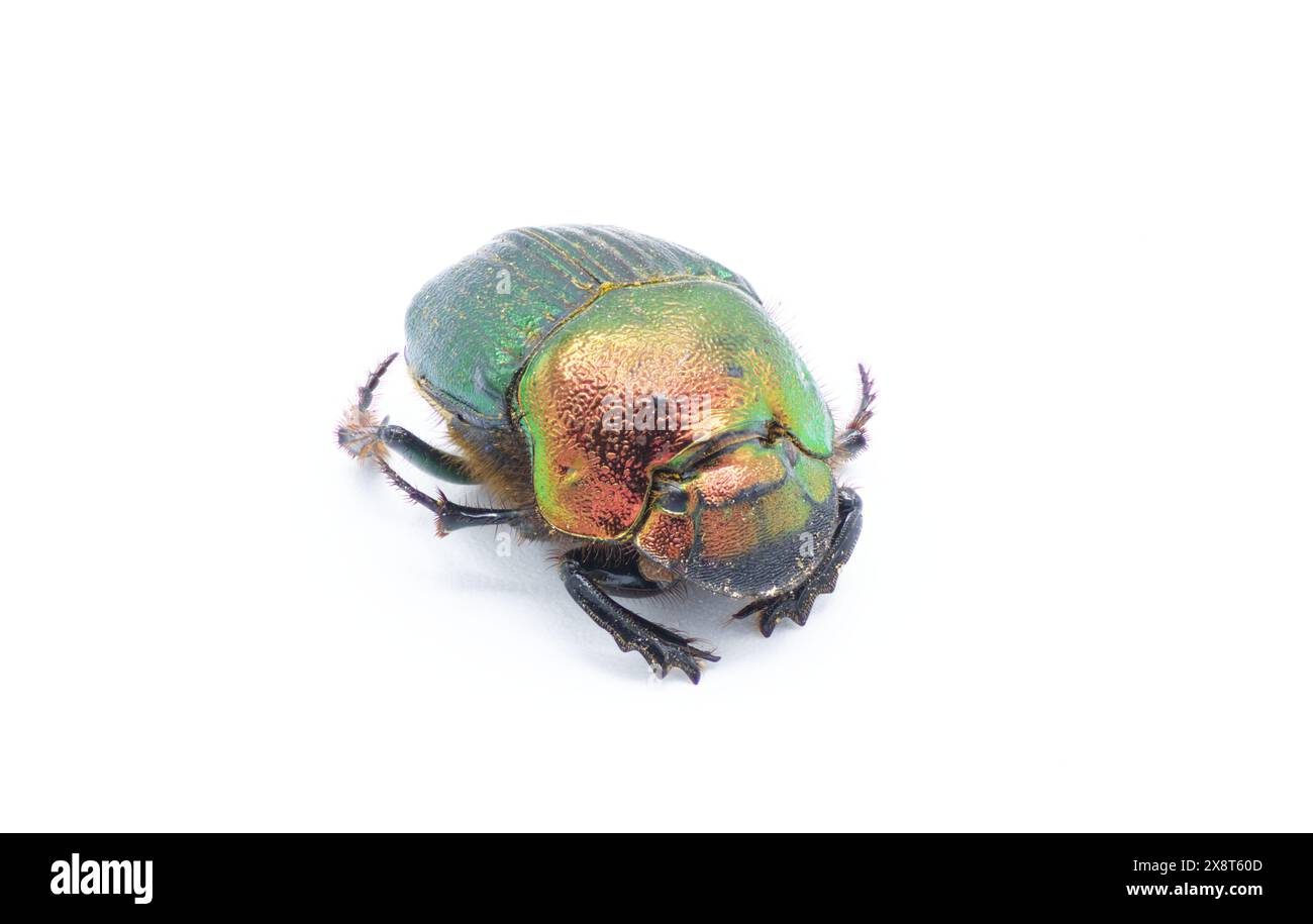Weiblicher Phanaeus igneus – ist ein nordamerikanischer Scarab-Dungkäfer Vorderansicht isolierter Ausschnitt auf weißem Hintergrund. Das Pronotum hat eine metallische Bronze Stockfoto