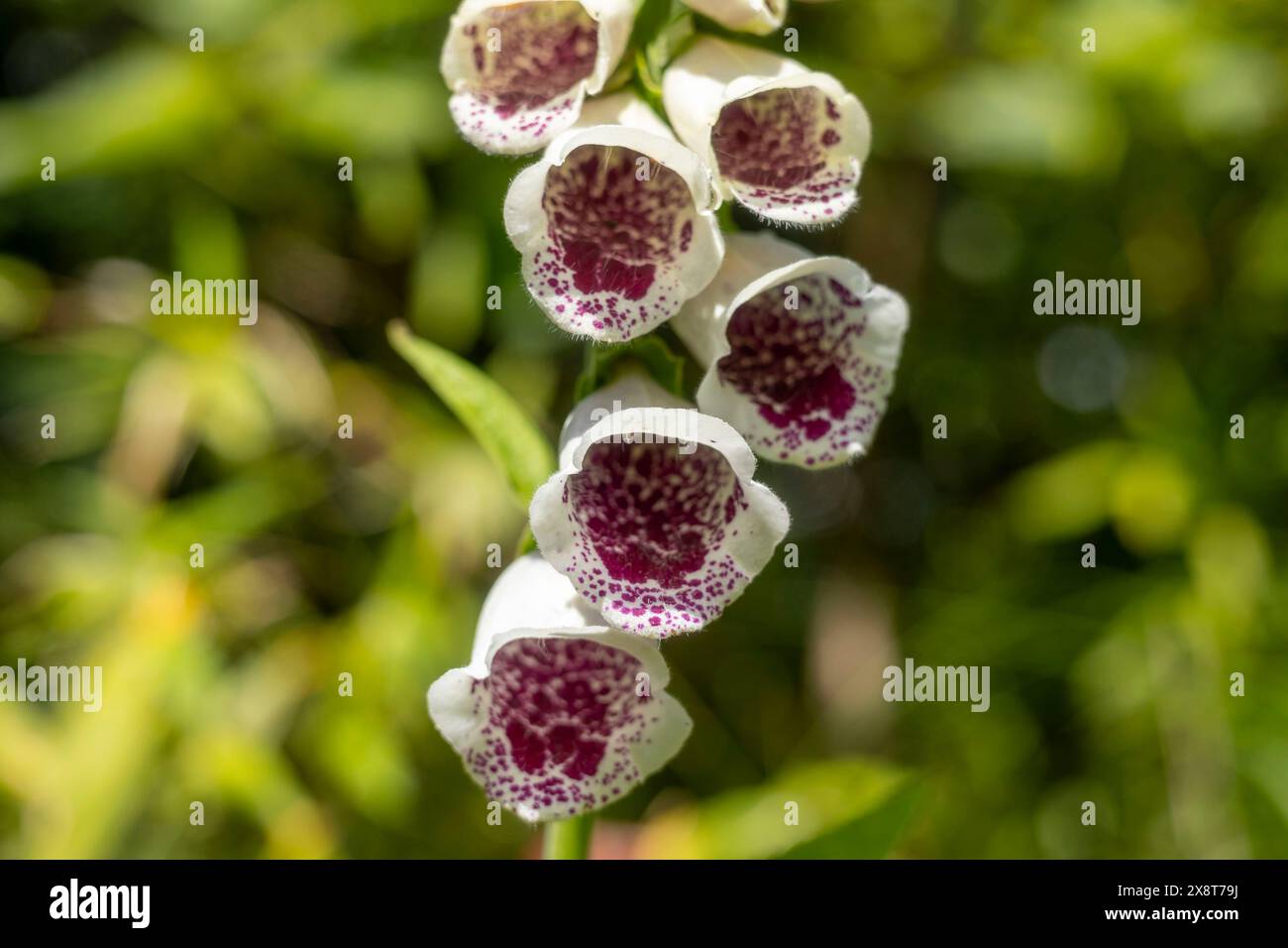 Fingerhut Digitalis Dalmatiner Weiß Stockfoto