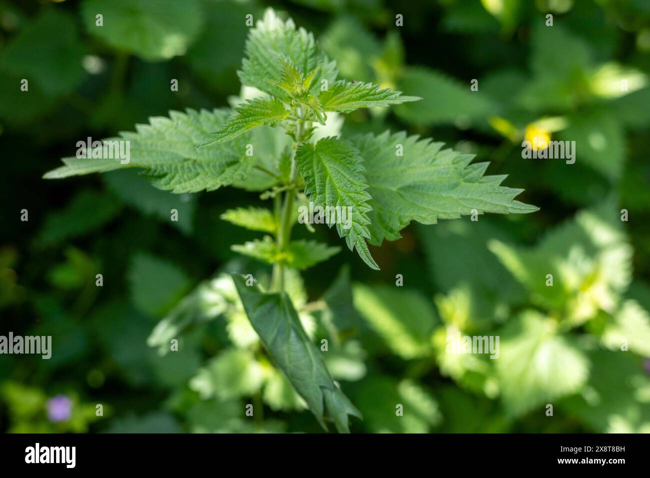 Gartennessel füllen den Garten Stockfoto