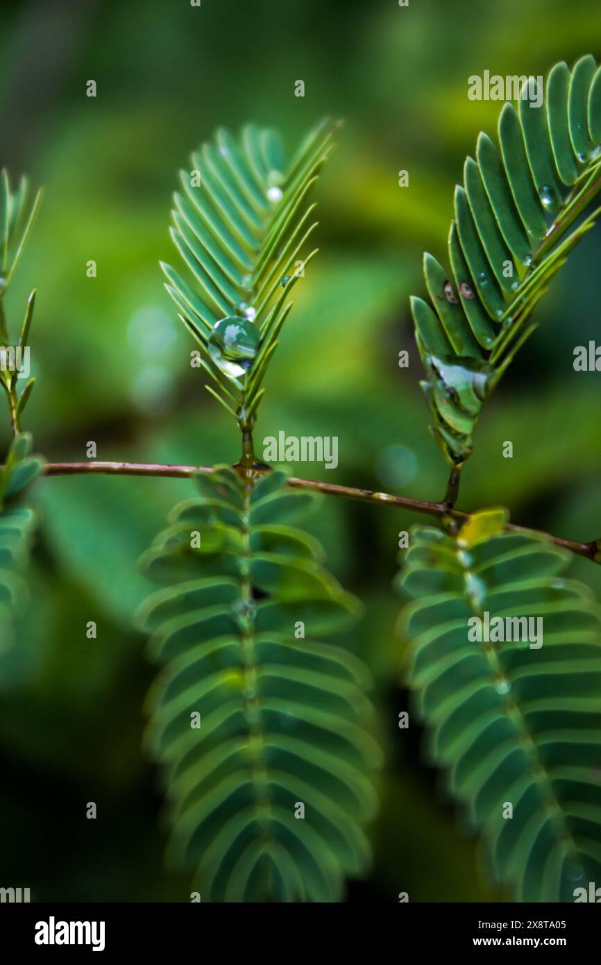 Die kleinen, federleichten Blätter eines Bonsai eines Akazienbaums, die ein paar kleine Regentropfen gefangen haben Stockfoto