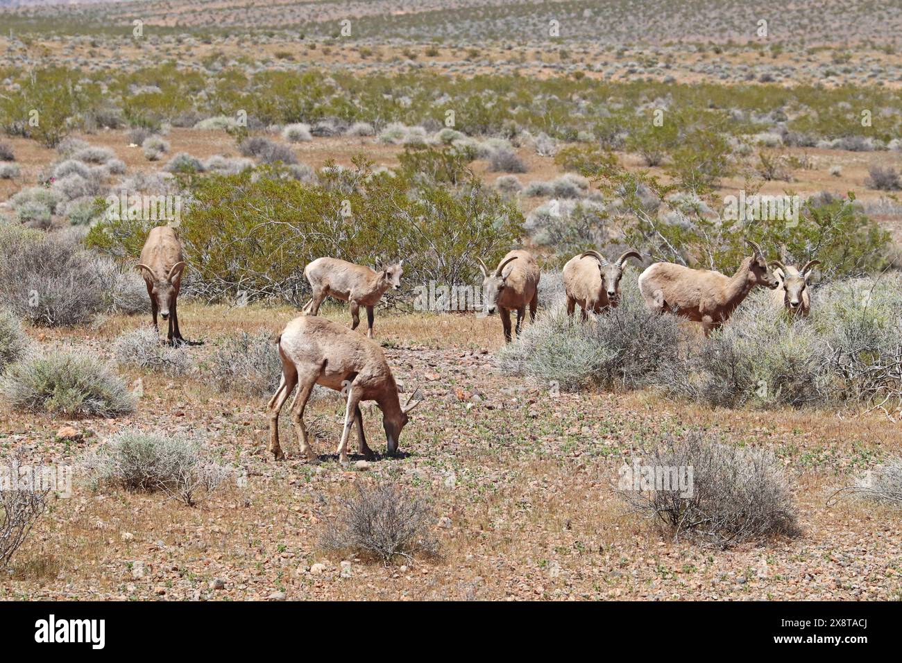 Schafe von Wüstendickhornschafen (Ovis canadensis nelsoni) weiden auf dem Sagebroch im Valley of Fire State Park in der Nähe von Overton, Nevada Stockfoto