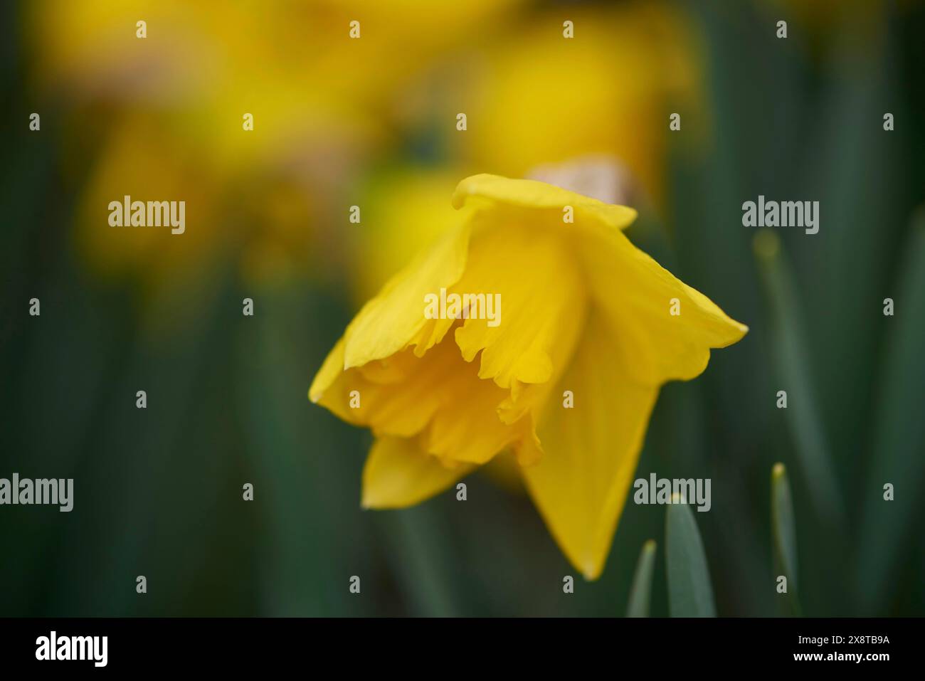 Nahaufnahme von Narzissen (Narcissus pseudonarcissus) Blüten in einem Garten im Frühjahr, Bayern Stockfoto