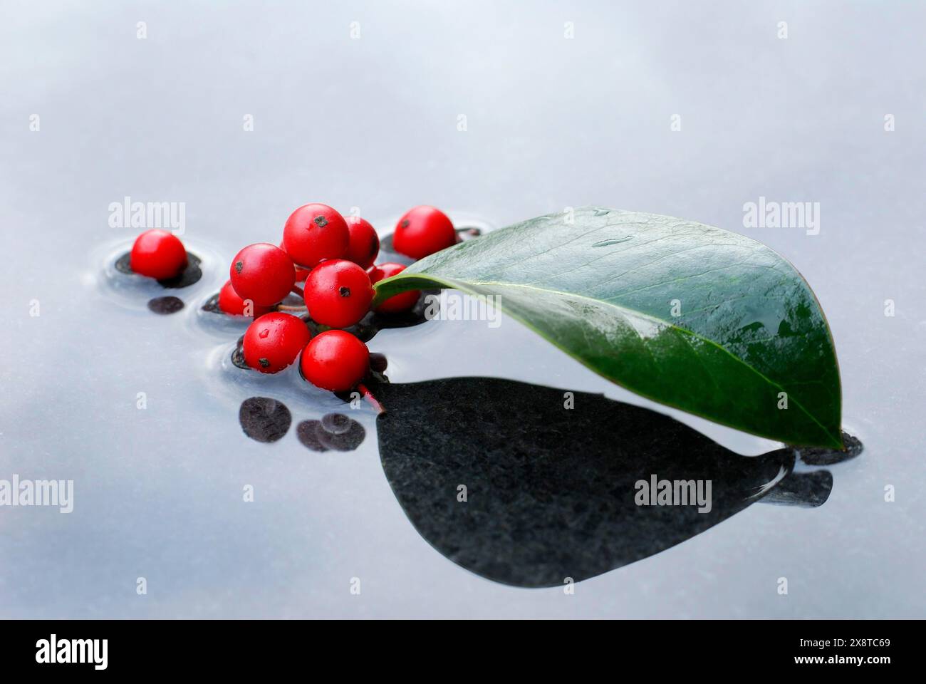 Stechpalme, Beeren und Blatt von stechpalme im Wasser Stockfoto