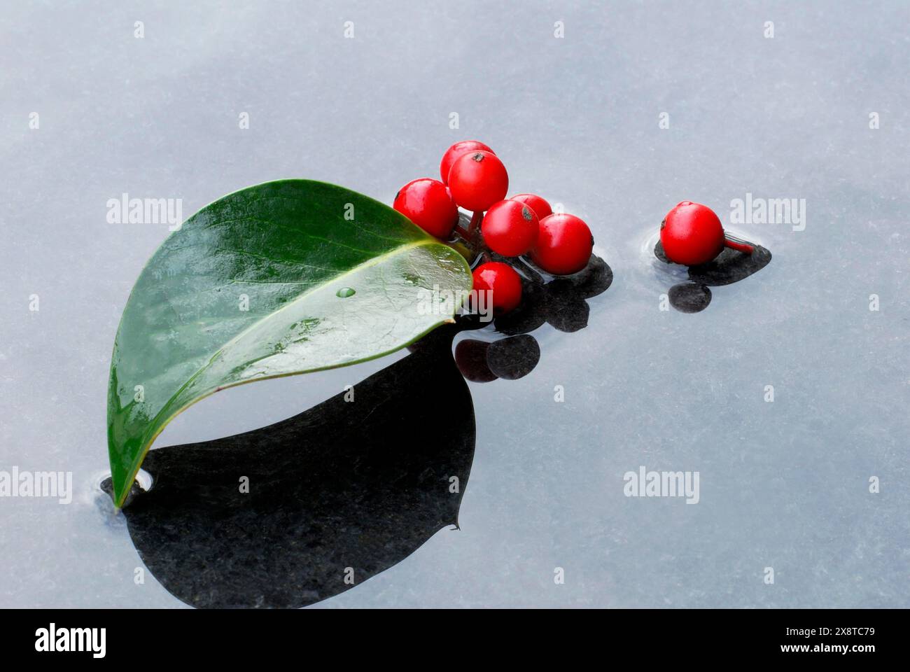 Stechpalme, Beeren und Blatt von stechpalme im Wasser Stockfoto