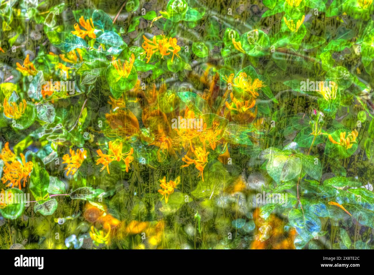 Ölgemälde, verschiedene Pflanzen, orange, gelbe Geißblatt (Lonicera henryi), gelbe Blumen, grüne Blätter, kreativ, verschiedene Pflanzen gemischt, künstlerisch Stockfoto