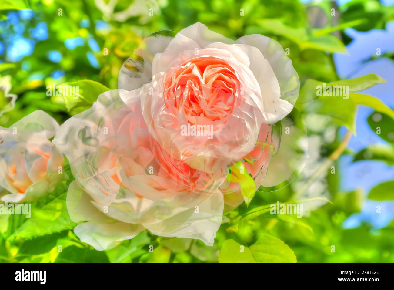 Ölgemälde, Rose (rosa), rosa Blüten, zartes Rosa, duftend, hell, romantisch, Grußkartenmotiv, Blumenmotiv, Blumen kreativ, Pflanzen Stockfoto