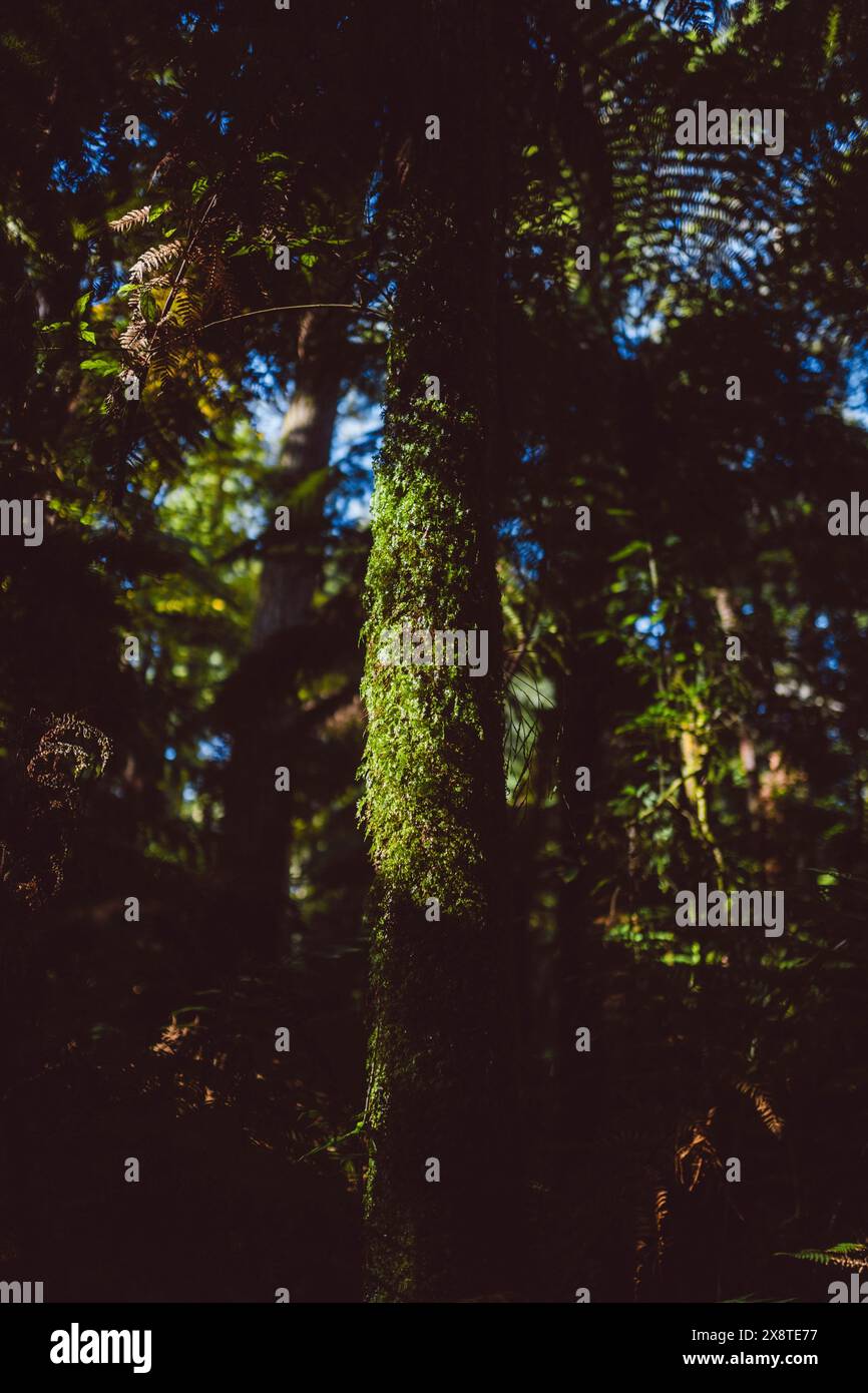 Beleuchteter, moosbedeckter Baumstamm in einem Mammutbaumwald in Rotorua, Neuseeland Stockfoto