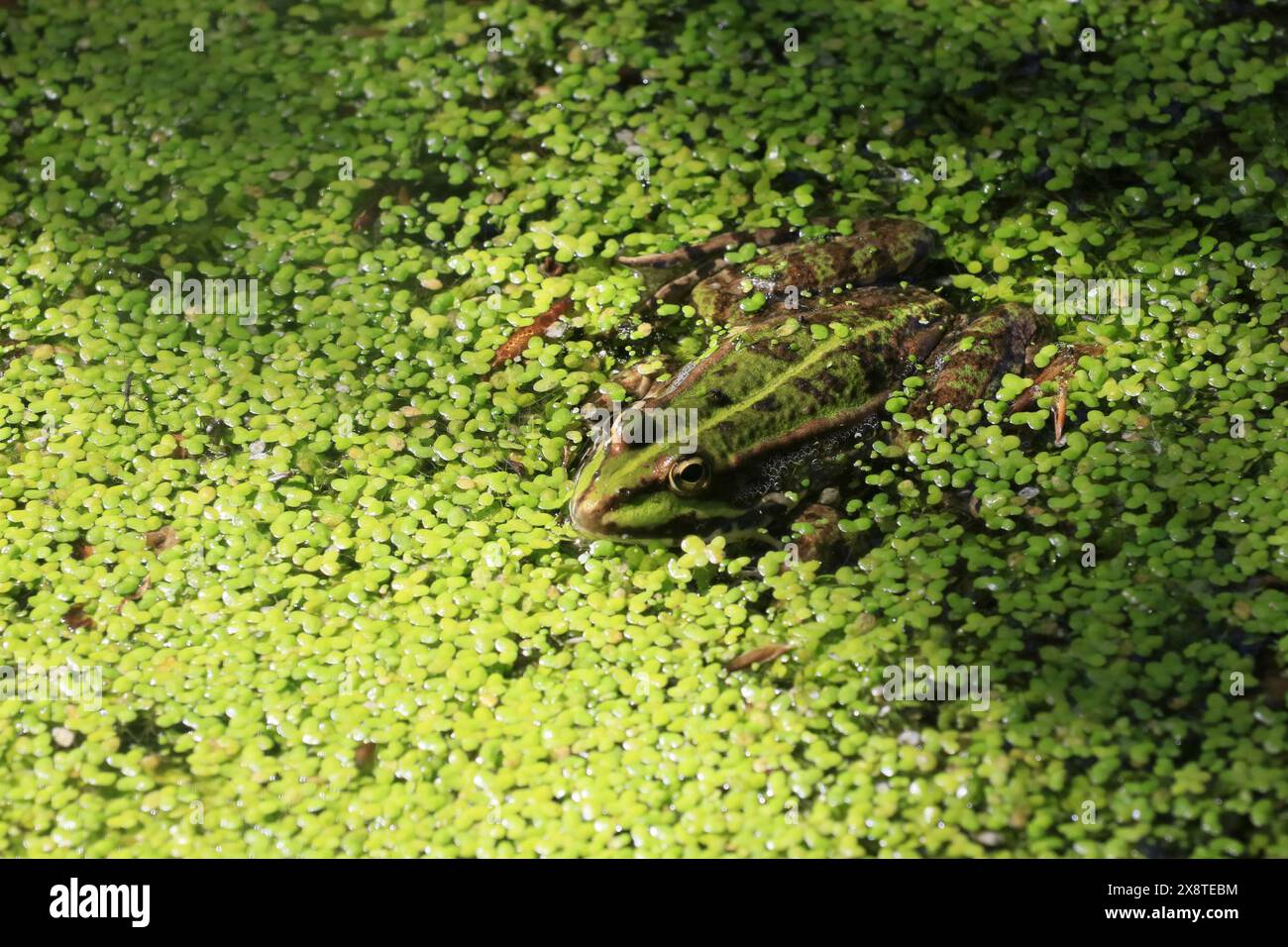 Wasserfrosch oder Teichfrosch, Pelophylax esculentus oder Rana esculenta, Batrachians (Anura), Unterordnung: Neobatrachia, Familie: Echte Frösche (Ranidae) Stockfoto