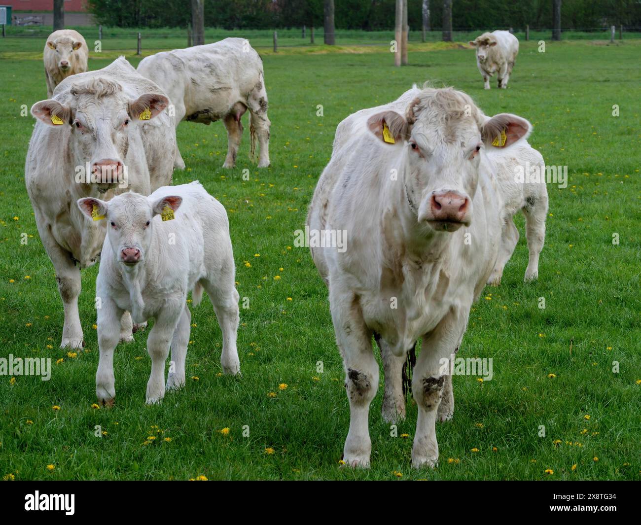 Eine Gruppe von Kühen und Kälbern auf einer grünen Wiese, sie nähern sich dem Betrachter, weiße Kühe und Kälber auf einer grünen Wiese im Münsterland, borken, Deutschland Stockfoto
