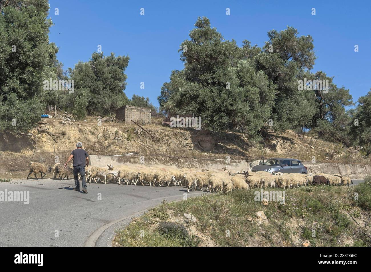 Schafherde, die Schafe laufen, die vor Hirten auf einer Sperrstraße laufen, kleine Landstraße, die den Autoverkehr einschließt, Kreta, Griechenland Stockfoto