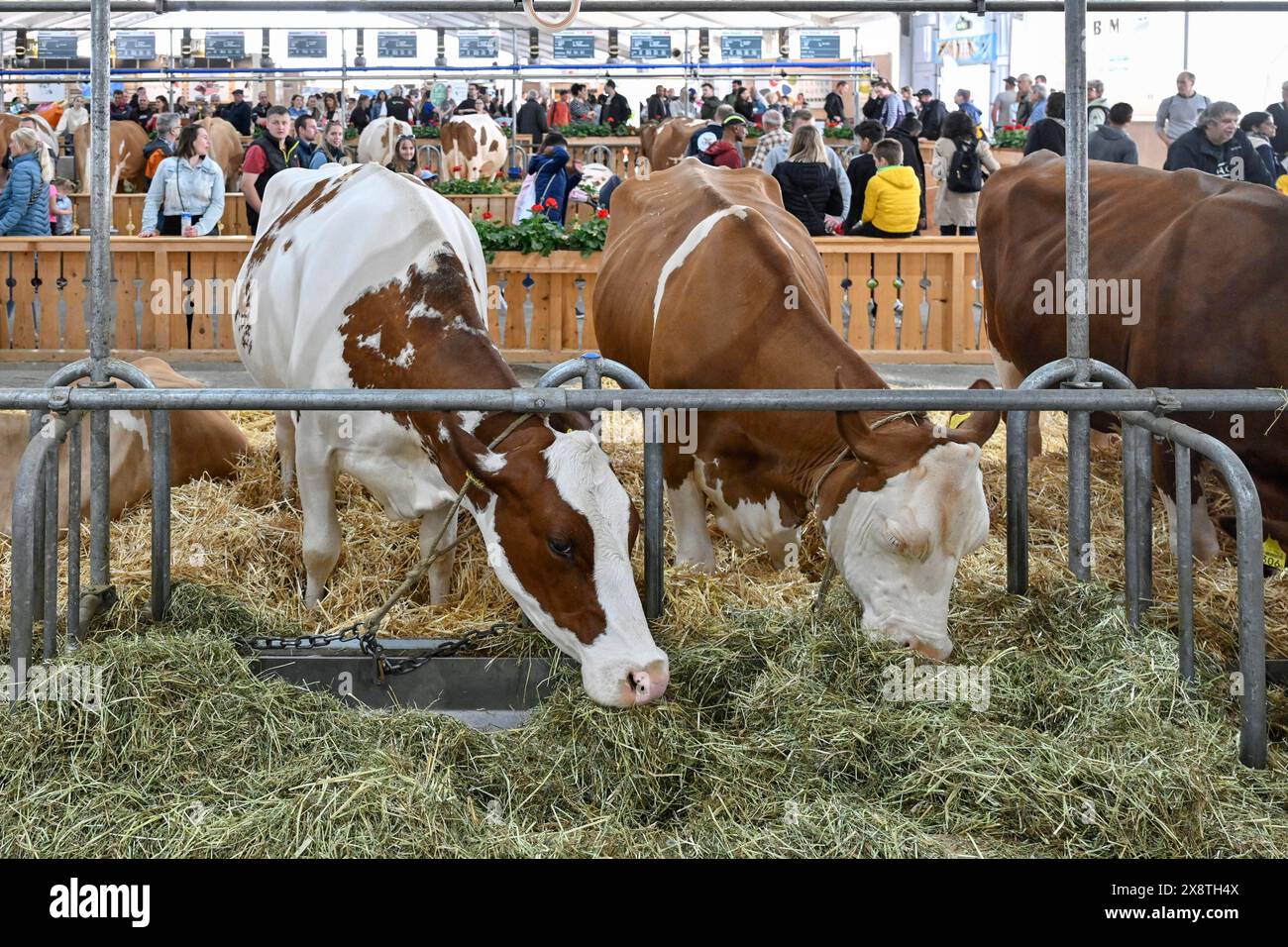 Schweizer Fleckvieh Milchkühe Stockfoto