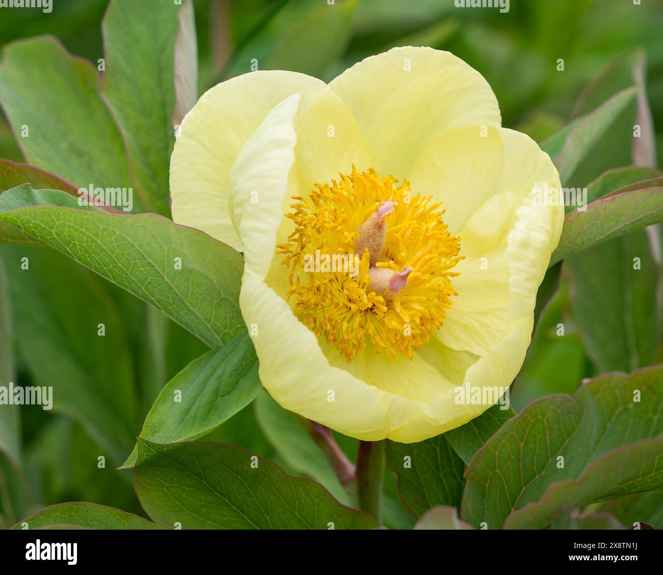 Gelbe Pfingstrose Paeonia schalenförmige zitronengelbe Blüte mit tiefgelben Staubblättern. Paeonia mlokosewitschii Blüte. Paeonia daurica. Stockfoto