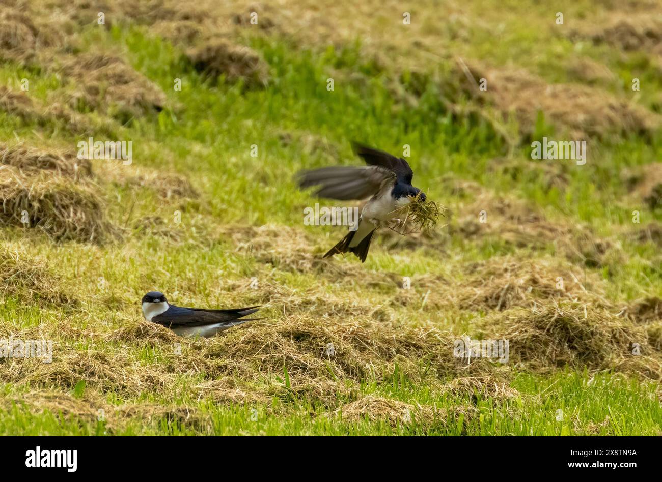 Housemarten Vögel sammeln geschnittenes Gras für ihre Nester Stockfoto
