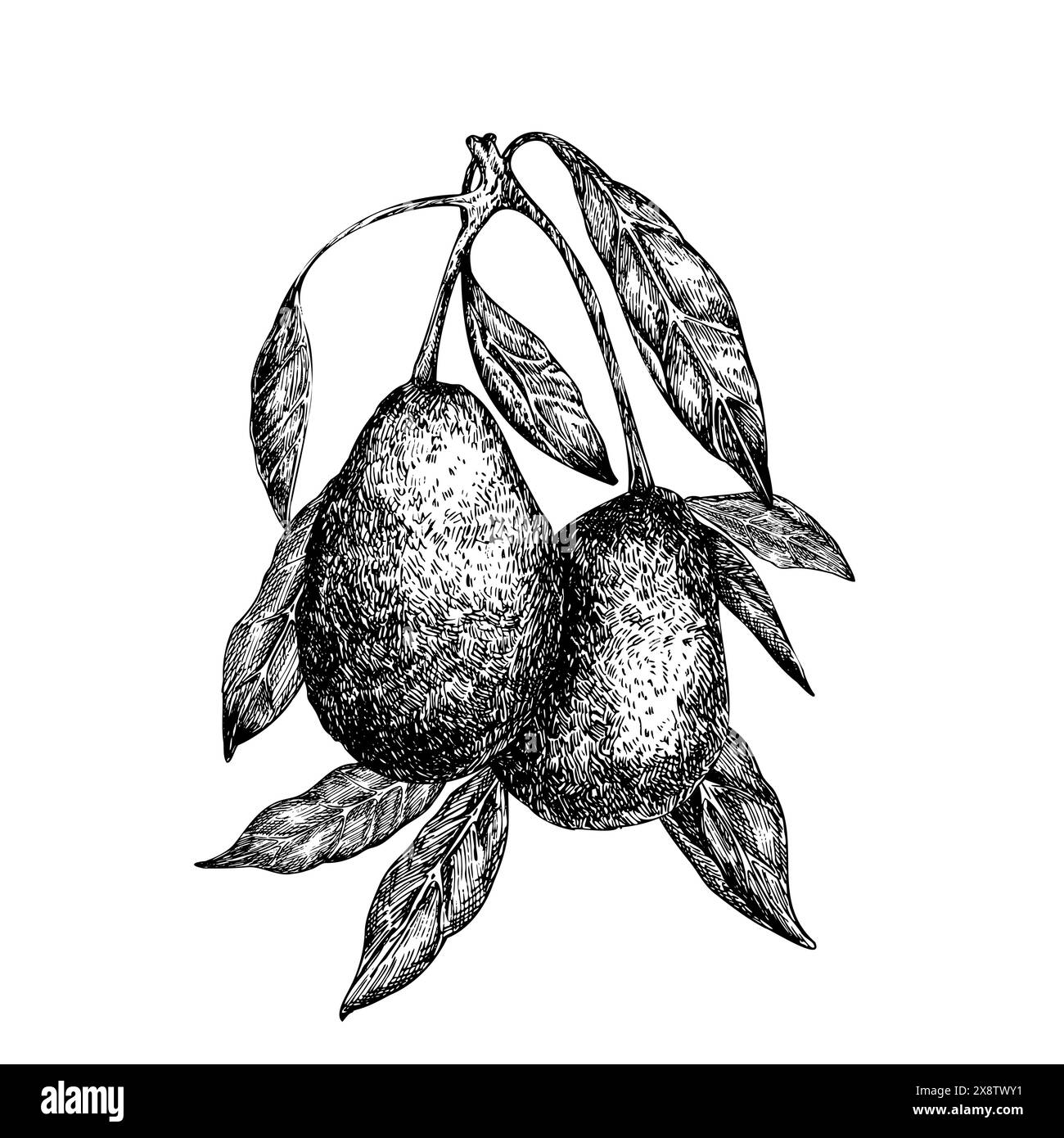 Avocado hass auf einer Ast grafischen Vektor-Illustration, handgezeichnete Skizze von Gemüse, Blätter. Botanische Zeichnung tropischer Früchte. Gravur für Lebensmittel Stock Vektor