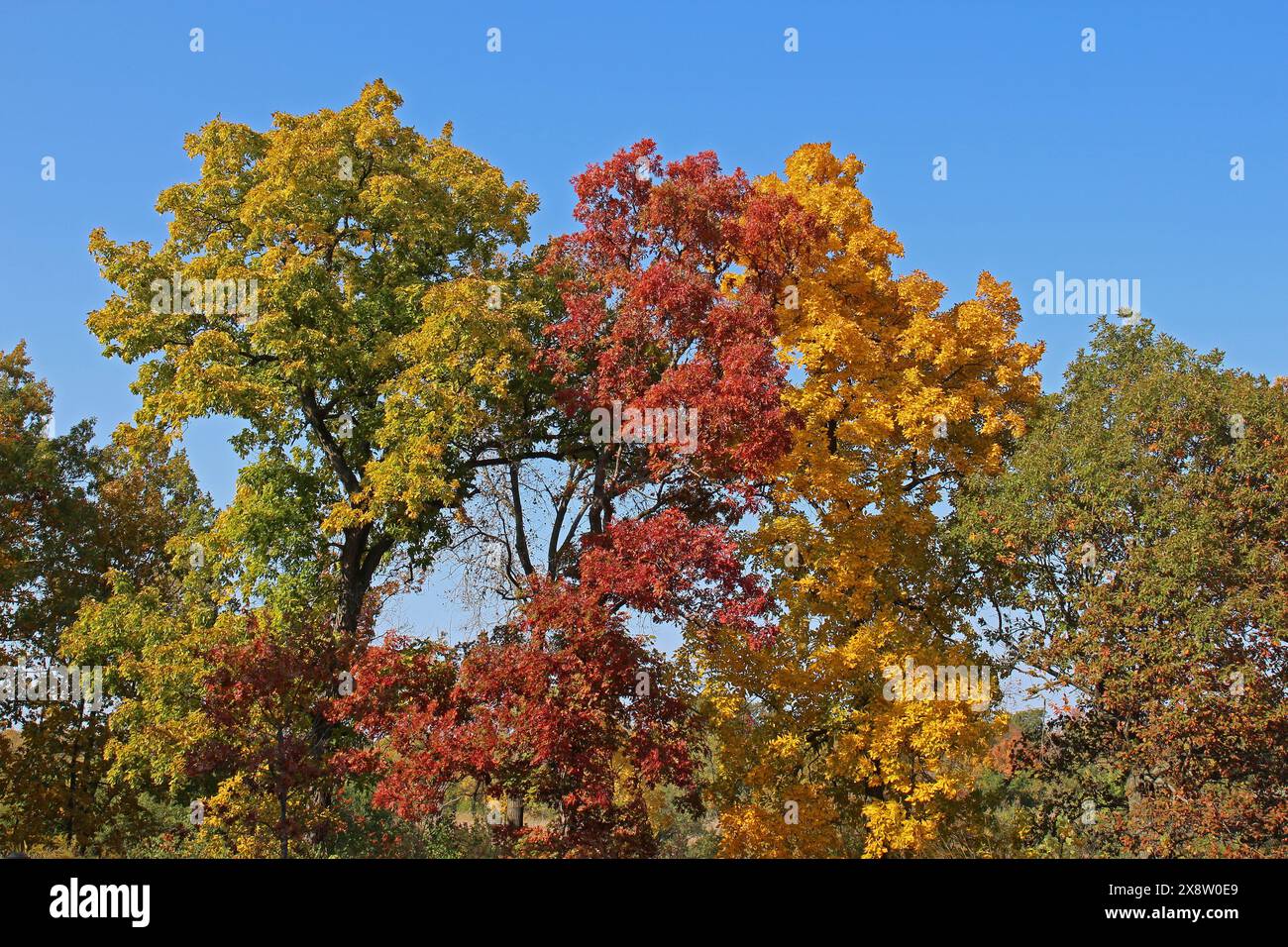 Eine Reihe von Bäumen mit jeweils unterschiedlich farbigen Blättern, grün, rot und gelb, im Herbst in Illinois, USA Stockfoto