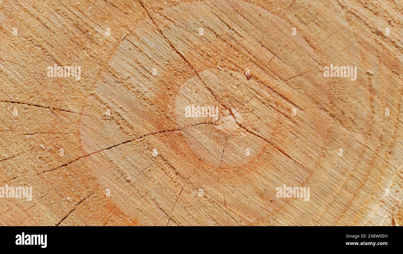 Baumstamm von oben schneiden. Overhead-Aufnahme eines detaillierten alten Protokolls. Kopierraum auf Baumstamm-Oberfläche, keine Personen. Stockfoto