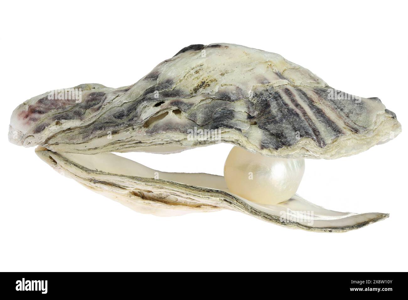 oyster mit Perle isoliert auf weißem Hintergrund Stockfoto