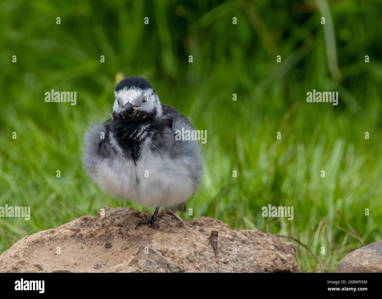 Rattenbachtelschwanz kleiner Vogel Stockfoto