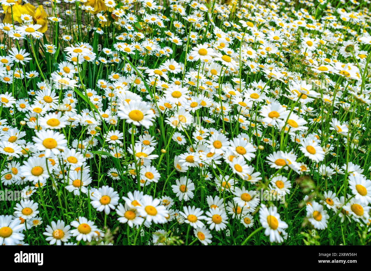 Kamillenblüten auf dem Feld. Blühende Gänseblümchen auf dem Feld im Frühling. Stockfoto