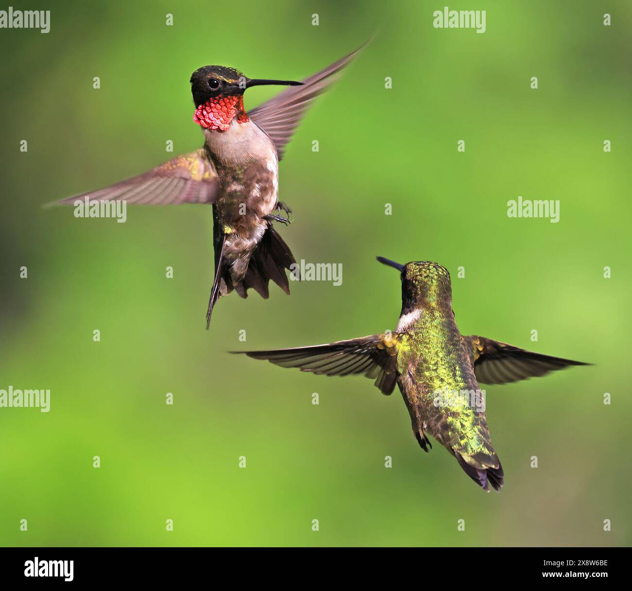 Ruby Throated Kolibri-Paar, das auf grünem Hintergrund fliegt Stockfoto