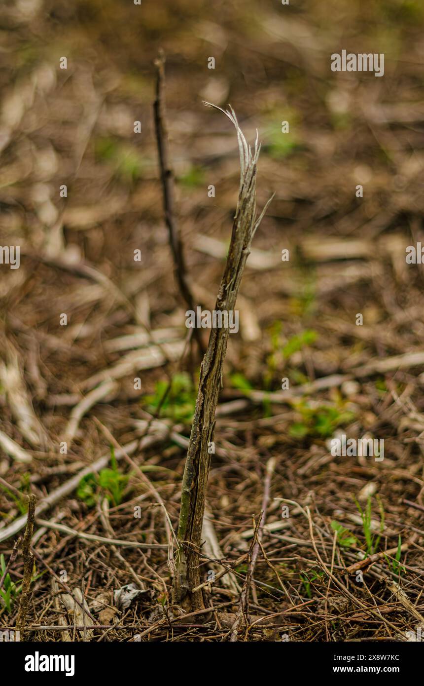 Gerissene und trockene, geschälte Pflanze auf dem Feld hochwertige Fotos Stockfoto